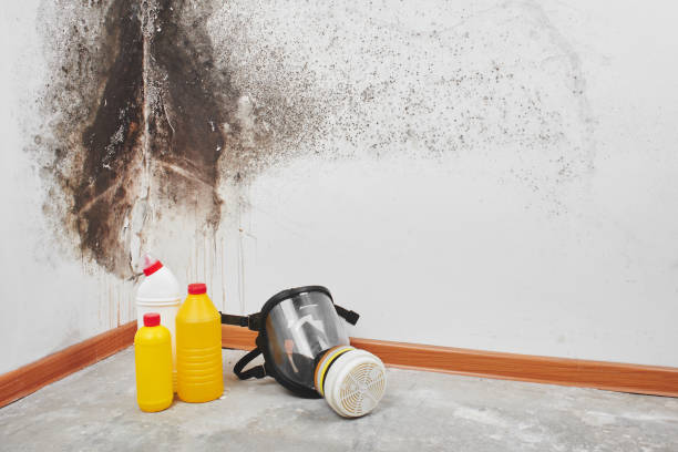 Best Crawl Space Mold Remediation in Huntsville, MO