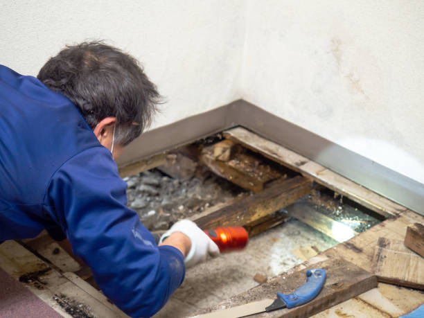 Best Kitchen Mold Remediation in Huntsville, MO