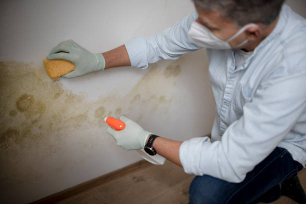 Best White Mold Remediation in Huntsville, MO