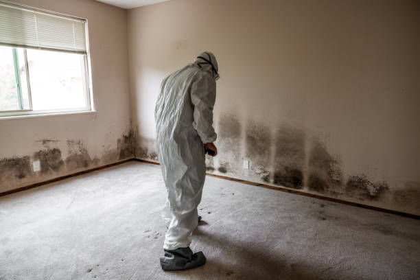 Best Residential Mold Remediation in Huntsville, MO