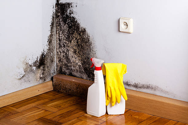 Best HVAC Mold Remediation in Huntsville, MO