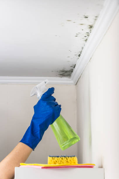 Best Industrial Mold Remediation in Huntsville, MO
