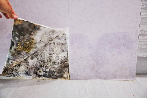 Best Commercial Mold Remediation in Huntsville, MO